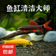 清潔魚清道夫金苔鼠吃藻類彩虹鯊吃殘?jiān)鍧嶔~缸熱帶觀賞魚工具魚 彩虹鯊+金苔鼠各2條 3-5cm