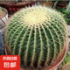 怡泉池金琥 大號(hào) 超大仙人球 金冠 辦公桌盆栽植物防輻射 直徑8公分左右送專用肥 不含盆