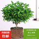 驅(qū)蚊蟲清香木盆栽正宗胡椒木花卉綠植四季好養(yǎng)凈化空氣吸甲醛植物 6年大苗1盆【原盆原土發(fā)貨】+肥料