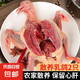 乳鴿 生鮮鴿子肉農(nóng)家散養(yǎng)新鮮冷凍鴿子土鴿子煲湯鴿子煲湯食材 鴿子400g*2只