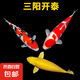 錦鯉活魚觀賞魚活體淡水冷水魚純種黃金紅白三色錦鯉魚金魚招財魚 20-25cm 三陽開泰(紅白+三色+黃