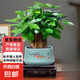 新款發(fā)財樹小盆栽辦公室內(nèi)開業(yè)送禮盆景綠植 大三桿發(fā)財樹+柿柿如意陶瓷盆+方底座+陶粒