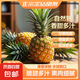 特價金鉆鳳梨新鮮大果菠蘿整箱水果風梨手撕現(xiàn)貨直發(fā)脆甜多汁鳳梨 小果0.8斤-1.2斤3-4個 凈重3斤