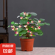 小盼菩提帶果菩提樹室內(nèi)禪意盆景辦公室茶桌辦公桌面室內(nèi)造型盆栽 菩提樹【10-15個果】原種植盆+肥料