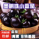 【墨明珠黑番茄】黑玫瑰番茄紫龍樊圣女果紫瓤紫色汁水水果小柿子 墨明珠小番茄 5斤 凈重 富含花青素的小番茄
