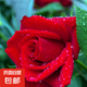 基地直發(fā)8年玫瑰老根老樁四季開花月季花苗室內(nèi)陽臺(tái)盆栽大花濃香 紅玫瑰包對版四季開花【一顆 云南8年老樁 不含盆