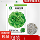 香菜種子空心菜種子生菜種子油麥菜種子芹菜種子蔬菜種子青菜種子 奶油生菜種子3克