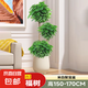 幸福樹客廳盆栽大型老樁綠植室內(nèi)平安樹盆景吸甲醛植物四季好養(yǎng)祿 三層幸福樹1.5-1.7m-米白聚寶盆