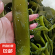 大連 鮮海帶 鹽漬裙帶菜梗  鹽漬海白菜裙帶菜蝦皮湯火鍋食材 鹽漬裙帶菜梗3斤