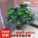獨(dú)桿棒棒糖梔子花帶花苞四季開花濃香型庭院盆栽客廳陽臺(tái)花卉好養(yǎng) 獨(dú)桿棒棒糖大葉梔子70-90高（開花超爆)原土發(fā)貨