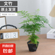 文竹盆栽室內(nèi)客廳植物花卉辦公室綠植桌面凈化空氣創(chuàng)意小盆景原盆 精選小文竹【15-22cm高】1盆+育苗盤