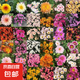 菊花苗四季開花菊花盆栽地栽可食用室內(nèi)外陽臺好養(yǎng)耐寒熱菊花小苗 菊花小苗 【20顆裝】混色不重復(fù)