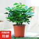 四季常青八方來財鴨腳木室內(nèi)陽臺桌面綠植大型盆栽花卉綠蘿發(fā)財樹 八方來財【15-25cm]】4顆+原盆原土+肥料