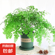 多年生常綠鐵線蕨綠植花卉狼尾撅耐蔭水培土培草本觀葉植物花卉 鐵線蕨+加侖盆送底托