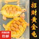 招財黃金龜巴西龜草龜金錢烏龜苗龜觀賞龜寵物龜金龜好養(yǎng) 13-15厘米【招財鎮(zhèn)宅】 兩只情侶龜【一公一母可下蛋】