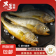 舟山海捕小黃魚野生細麟小黃魚新鮮速凍 1500g（約15-18條/斤）