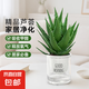 蘆薈水培室內(nèi)盆栽凈化空氣辦公室桌面耐旱好養(yǎng)花卉盆景綠植除甲醛 精選大號(hào)蘆薈20-30cm【早安盆】+送肥料
