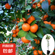 杯苗當(dāng)年結(jié)果無籽砂糖橘樹苗橘子苗沙糖桔樹苗果樹苗露天陽臺(tái)種植 杯苗高50-70cm【砂糖橘苗1顆】