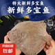 多寶魚新鮮鮮活冷凍大比目魚偏口魚八寶魚大菱鲆扁口魚 多寶魚 600g -700g