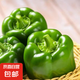 現(xiàn)摘新鮮圓辣椒超市即食太空椒皮厚肉多不辣水果燈籠椒 2斤普通裝 2斤
