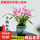 金邊矮種蘭花苗千焰牡丹室內(nèi)植物奇花四季建蘭花卉夏帶花苞帶盆 千焰牡丹2苗裸根