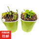 捕蠅草植物食蟲草捕蚊蟲兒童學(xué)習(xí)植物盆栽驅(qū)蟲植物新款套餐食人花 捕蠅草2盆【大苗】種植好發(fā)貨