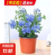 藍(lán)雪花大花苗爬藤植物陽臺(tái)庭院四季開花盆栽室內(nèi)外鮮花卉盆景植物 【超值9.8】2盆藍(lán)雪花120（原盆）