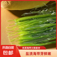 鹽漬海帶嫩苗涼拌菜火鍋煲湯爆款食材干貨龍須菜海帶頭裙帶菜 鹽漬海帶芽精品款500克*5袋