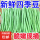 高山四季豆新鮮應(yīng)季蔬菜豆角豆青現(xiàn)摘現(xiàn)發(fā)炒熟食用京東物流 帶箱1斤