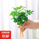 春羽盆栽植物水培如意皇后觀葉綠植鴨腳木金鉆盆栽竹柏小紅掌 九里香5株