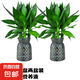 觀音竹水培植物富貴竹蓮花竹室內(nèi)綠植觀根觀葉好養(yǎng)易活四季常青 【兩盆裝】觀音竹（輕奢塑料盆）+贈送2支營養(yǎng)液