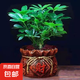 四季常青八方來財(cái)鴨腳木室內(nèi)陽臺桌面綠植大型盆栽花卉綠蘿發(fā)財(cái)樹 八方來財(cái)【15-25cm]】4顆+陶瓷財(cái)字盆+肥料