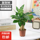 發(fā)財(cái)樹盆栽室內(nèi)植物客廳吸甲醛好養(yǎng)小盆景四季常青辦公室花卉綠植 單桿發(fā)財(cái)樹一顆