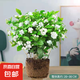 茉莉花盆栽帶花苞茉莉重瓣濃香型茉莉花客廳陽臺四季開花花卉綠植 茉莉花1盆+原土發(fā)貨+肥料【6-10顆】