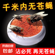 強力滅蠅藥老雞牌滅蠅王殺蠅餌劑家用蒼蠅藥蒼蠅誘餌長效蚊子特效 【100包蒼蠅藥】