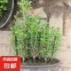 水杉樹(shù)苗客廳桌面微型小盆景水松樹(shù)云杉水培植物室內(nèi)好養(yǎng)盆栽綠植 叢林水杉一盆7棵（培育盆發(fā)貨） 帶土球不帶盆