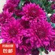 新品重瓣荷蘭菊四季開花菊花苗月月菊室內(nèi)外花多年生耐寒耐熱植物 紫色荷蘭菊1盆+原盆原土【一盆3-4顆】