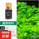 水草種子魚缸造景植物種籽綠植前景水草坪迷你對葉大隊葉牛毛批發(fā) 迷你對葉【1瓶】