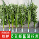 新鮮艾草艾葉端午節(jié)掛門窗整顆全株艾草菖蒲掛飾月子洗頭泡澡腳包 新鮮艾葉20棵+菖蒲5片