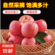 山東棲霞紅富士蘋果與眾不同的脆甜 山東棲霞蘋果 3-4粒裝凈1.5斤80mm