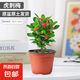 虎刺梅盆栽花卉海棠花鐵海棠四季開花植物室內(nèi)外陽(yáng)臺(tái)庭院帶花綠植 虎刺梅1盆（15-20cm)原盆原土+肥料