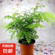 鐵線蕨盆栽鐵絲草多年生常綠草本觀葉綠植帶土綠植花卉耐陰水培 鐵線蕨2盆+原盆原土+肥料