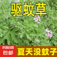 【種它沒蚊子】香葉天竺葵籽防蚊子盆栽室內(nèi)外陽臺植物 驅(qū)蚊草種子/包約500粒 5包
