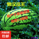 【西瓜套餐】西瓜種子西瓜陽臺(tái)盆栽農(nóng)家田園瓜種大全各種各樣 懶漢瓜王西瓜種子1包約50粒