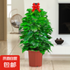 大葉綠蘿柱盆栽客廳大型綠植辦公室內(nèi)清新空氣新房好養(yǎng)綠籮 大葉綠蘿柱1.4-1.5米-原盆原土