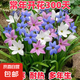 風雨蘭大種球重瓣四季開花濃香蔥蘭韭蘭石蒜盆栽陽臺庭院花卉綠植 風雨蘭種球（混色） 50個球直徑1-2cm（多買超便宜）