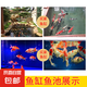 招財(cái)魚(yú)風(fēng)水魚(yú)錦鯉活魚(yú)觀賞魚(yú)魚(yú)苗日本純種大型進(jìn)口小苗淡水冷水魚(yú) 【十全十美】10條錦鯉/3-10種色 5-8cm進(jìn)口錦鯉