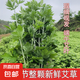 新鮮艾草艾葉端午節(jié)掛門窗整顆全株艾草菖蒲掛飾月子洗頭泡澡腳包 新鮮艾葉20棵