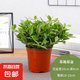 鉆石翡翠盆栽 室內(nèi)凈化空氣吸甲醛苯綠植辦公室植物花卉臥室吊蘭 110#鉆石翡翠1盆（原盆原土）][帶盆栽好]