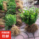 小葉黃楊苗瓜子園林綠化樹(shù)苗南方北方種植黃楊庭院地栽盆栽黃楊球 小葉黃楊20-30厘米高度【50顆】